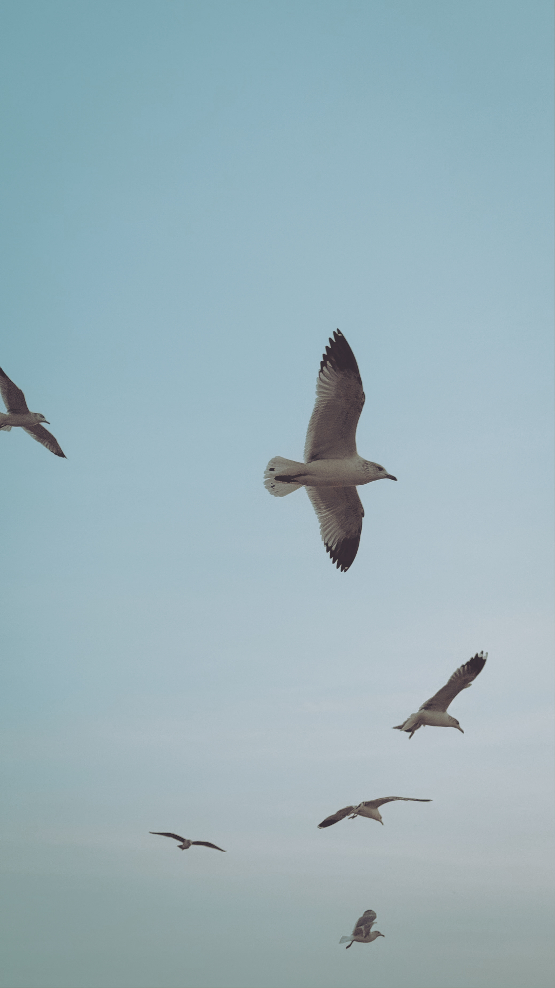 A small group of seagulls in flight against a pale coastal sky.